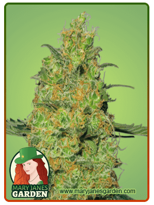 original-cheese-image