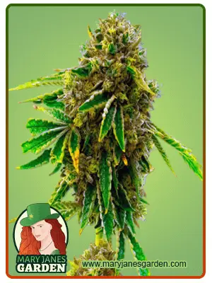 Pineapple Haze