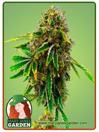 Pineapple Haze