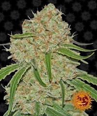 Phantom OG