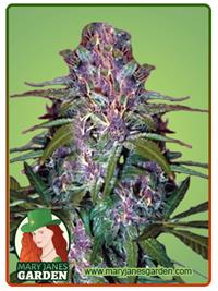 Pure Haze