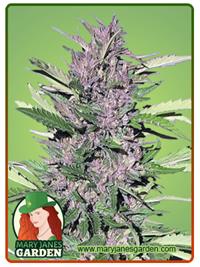 Pure Indica
