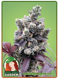 Purple Gelato