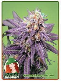 Purple Punch