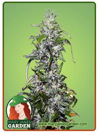 Purple Star Killer