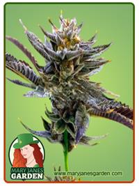 Purple Thai