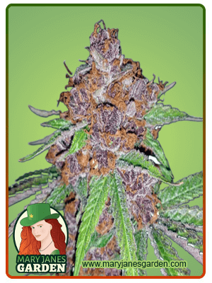 purple-urkle-image
