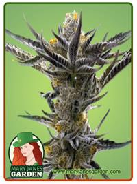 Shiskaberry Kush