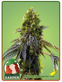 Shiskaberry Punch