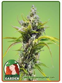 Skunk Diesel