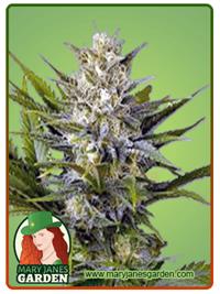 Skunk
