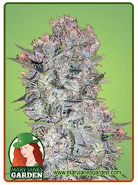 Skunk#1