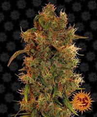 8 Ball Kush