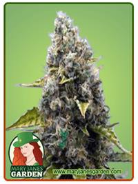 Sour Kush