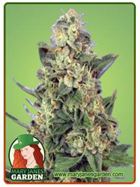 Sour Lemon