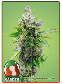 Sour Skies