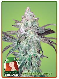 Stardawg