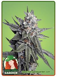 Strawberry Banana