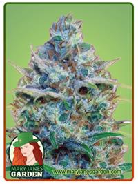 Strawberry Cough