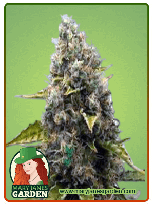 strawberry-kush-image