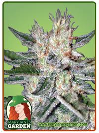 Sugar Black Rose