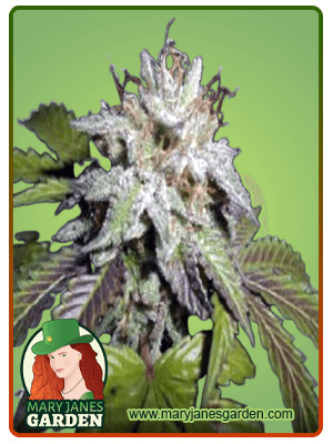 sunset-sherbet-image