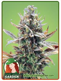 Super Critical