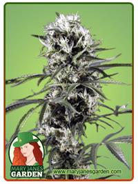Super Lemon Haze
