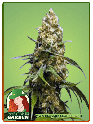 Super Skunk