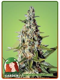 Tahoe Kush