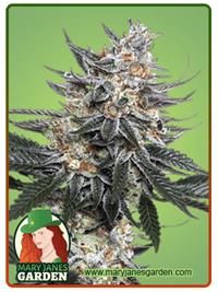 Tangie