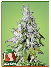 Triangle Kush