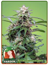 White Rhino