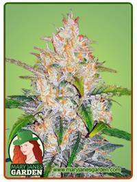 Zkittlez