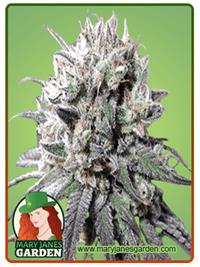 Zombie D.F.