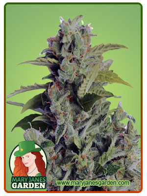 cherry-kush-autoflower-image