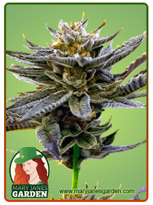 blueberry-autoflower-image