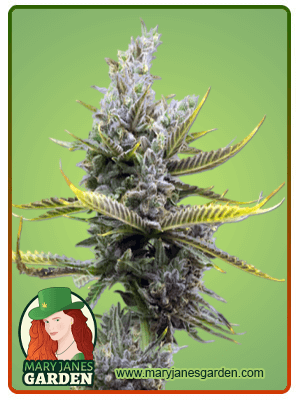 magnum-autoflower-image