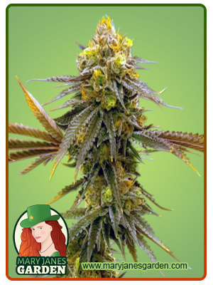 Mandarine Autoflower