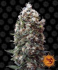 Phatt Fruity