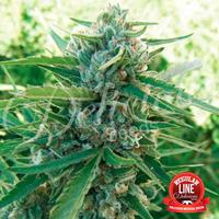 Sugar Black Rose Regular