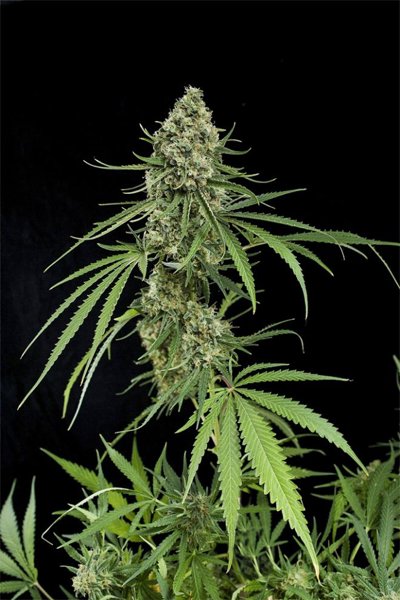 Critical +