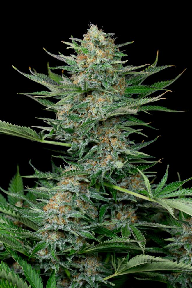 industrial-plant-image