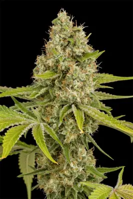 OG Kush