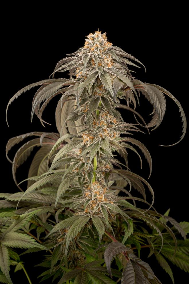 purple-afghan-kush-image