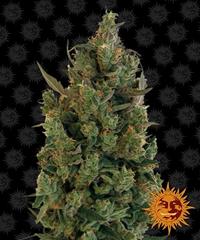 Blueberry Cheese