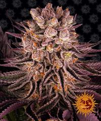 Mimosa X Orange Punch