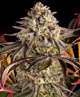 Blue Sunset Sherbert