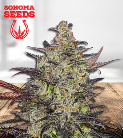 alien-og-regular-bcbd-image