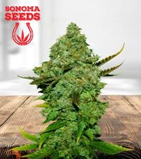 Original Skunk Regular